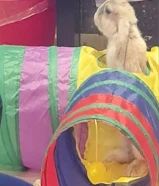 - أرنب هولندي قزم للبيع