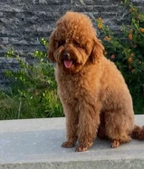 البيع توي بودل ذكر تي كب 3 سنوات