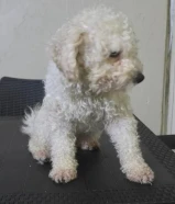 للتبني بودل ذكر وانثى اللون اوف وايت وابيض for adoption