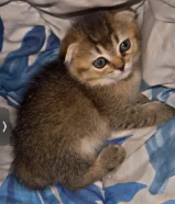 كتنز سكوتش فولد