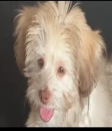 شينزو مالتيز عمره 4 شهور حجمه صغير يناسب البيوت الصغيره