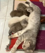 اسكوتش فولد