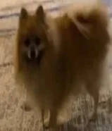 للبيع كلب لولو