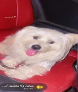 كلب مالتيز لعوب ولطيف / good dog