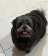 A Male Dog for Adoption كلب ذكر للتبني