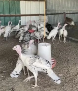 فروخ بيض مجاميع رومي