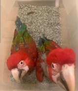 Baby African Grey Casko, Cockato