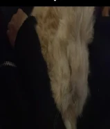 أرنب تدي بير مع اغراضه