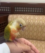 طير كنيور اناناس ربوه قريب الفطام