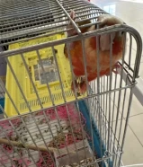 للبيع كنيور