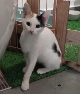 Baby Cats For Adoption