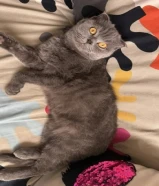 للبيع قطه سكوتش فولد999818XX