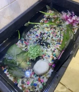 سلاحف مائيه 12 سلحفه و شامل الاكل والزينه والطابوق والحوض