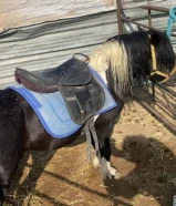 للبيع بوني هادي سلام ما يشكي من شيء صامل ما قصر معه إن شاء الله