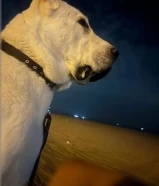 مطلوب كلب كنغال او كلب للتبني حراسه للحلال