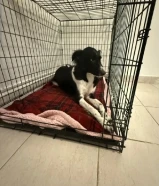 كلبه بورد كولي