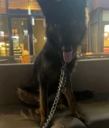 للبيع جيرمن شبرد ذك