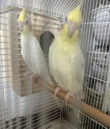 زوج كروان هولاندى