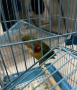 طير فيشر للبيع مايعض خوف بسيط