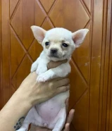 Mini PURE Chihuahua