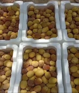 للبيع برحي كويتي