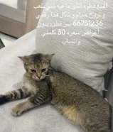 للبيع قطوه أنثى