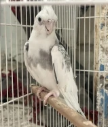 للبيع فروخ كروانات