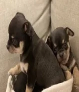 للبيع تشيواوا تي كب بيور