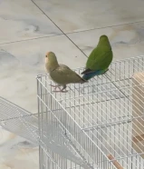 للبيع زوج روز