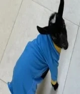 جيكي للبيع