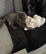 Adorable Cat Family Looking for a Loving Home With truly Care