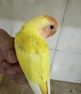 لوف بيرد بيور اصلي555230XX