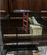 Healthy budgies pair for