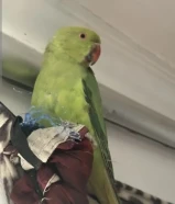 طير درة هندي