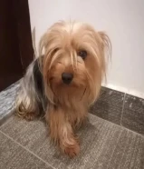 Bread : Yorkshire terrier Age:12 months