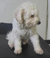 بودل ذكر توي وبودل انثى توي للبيع