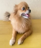 كلب صحي ونشيط ولعوب ومع القفص