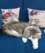 قطة للتبني مع كامل اغراضها