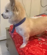 للبيع كلب ذكر