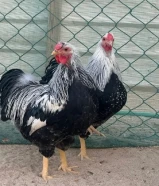 وايندوت بنتاما + ساسكس