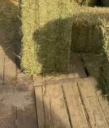 برسيم كويتي