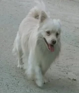 للبيع كلب سيكيمون امريكي اليف ولطيف واضح بل صور