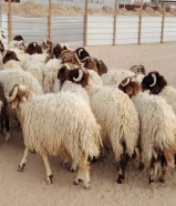 للبيع طليان نعيم سوري طيبه جميع الأعمار شي فاخر من الاخر أوزان تقيله طلي مربوط بري ناهي حي او مذبوح