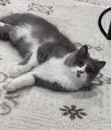 قطوه للتزاوج شيرازي عمرها 7 شهور