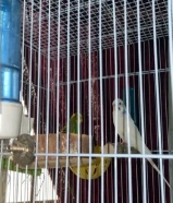 للبيع شامل كل شي القفص والاستاند والأكل حط سعرك وتعل خذهم التواصل واتس فقط