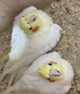 زوج كروان لاتينو