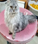 4 قطط كيوت للتبني