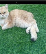 قط هادي لعوب