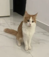 قط شيرازي حنون ولطيف ذكر وقطتين اربع شهور للتبني