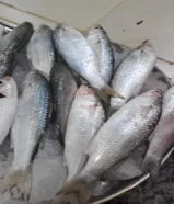 أسماك طازجة يوميا من التجربة